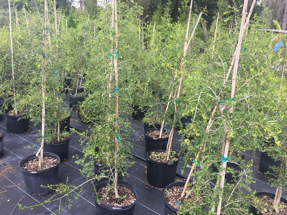 ilex-vomitoria-pendula-yaupon-holly-weeping