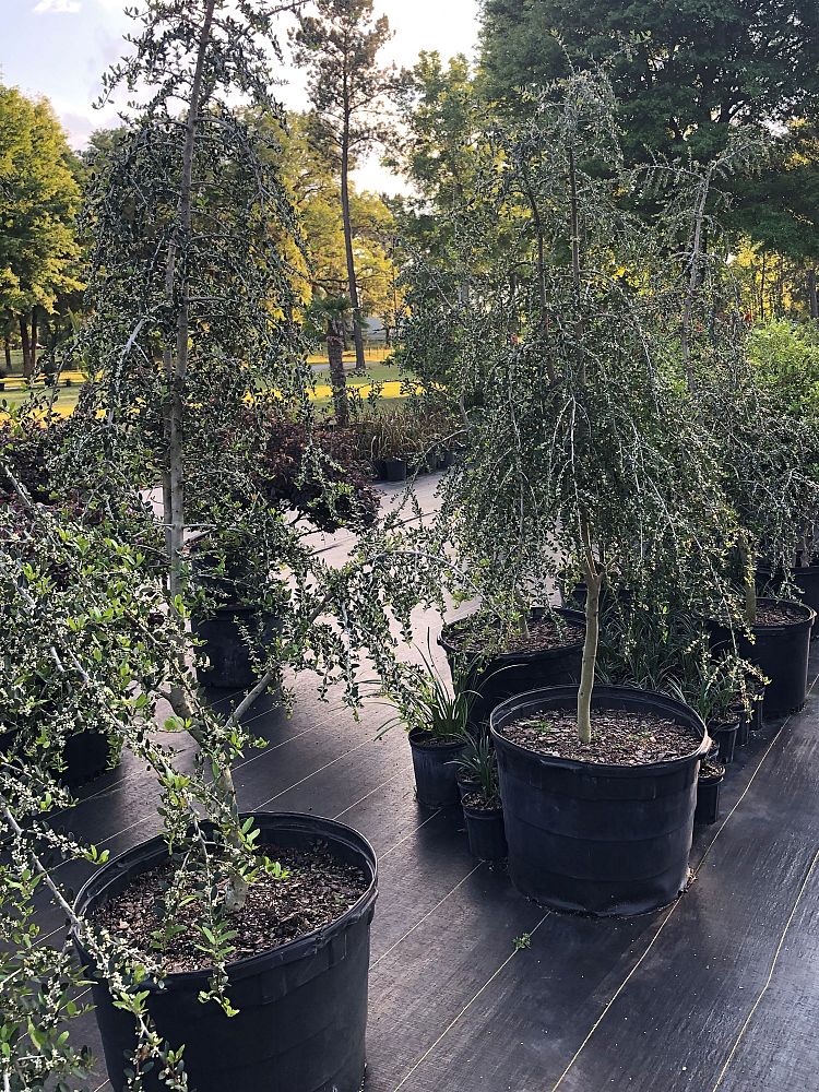 ilex-vomitoria-pendula-yaupon-holly-weeping