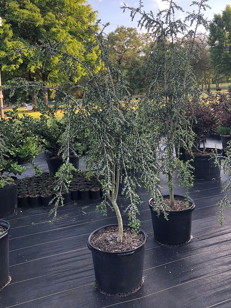 ilex-vomitoria-pendula-yaupon-holly-weeping
