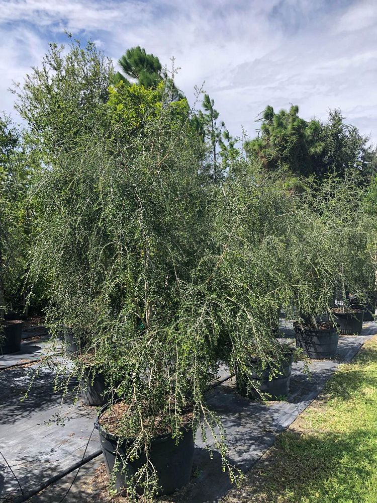 ilex-vomitoria-pendula-yaupon-holly-weeping