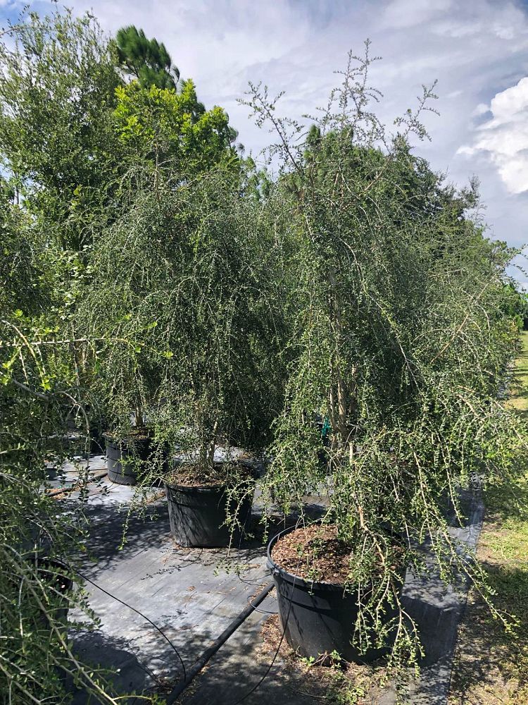 ilex-vomitoria-pendula-yaupon-holly-weeping