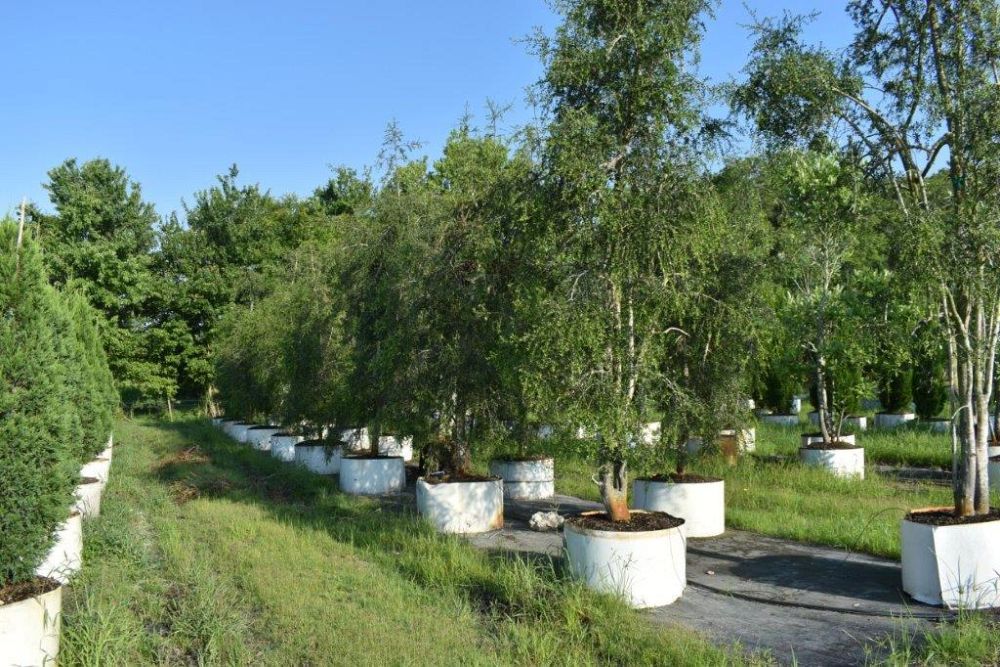 ilex-vomitoria-pendula-yaupon-holly-weeping