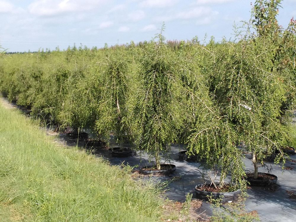ilex-vomitoria-pendula-yaupon-holly-weeping