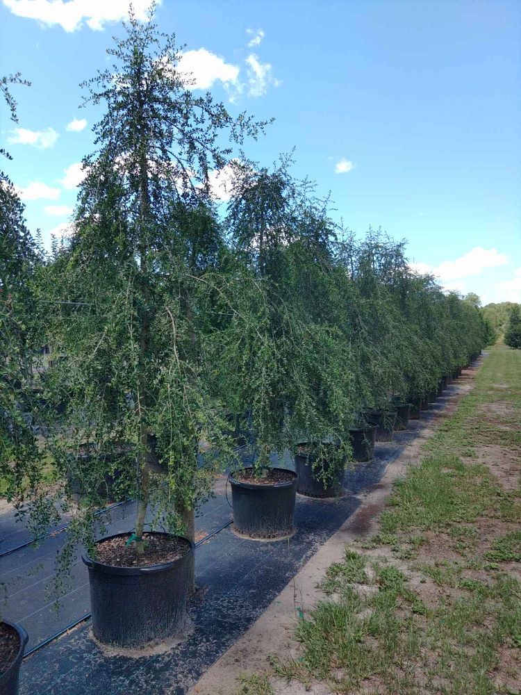 ilex-vomitoria-pendula-yaupon-holly-weeping