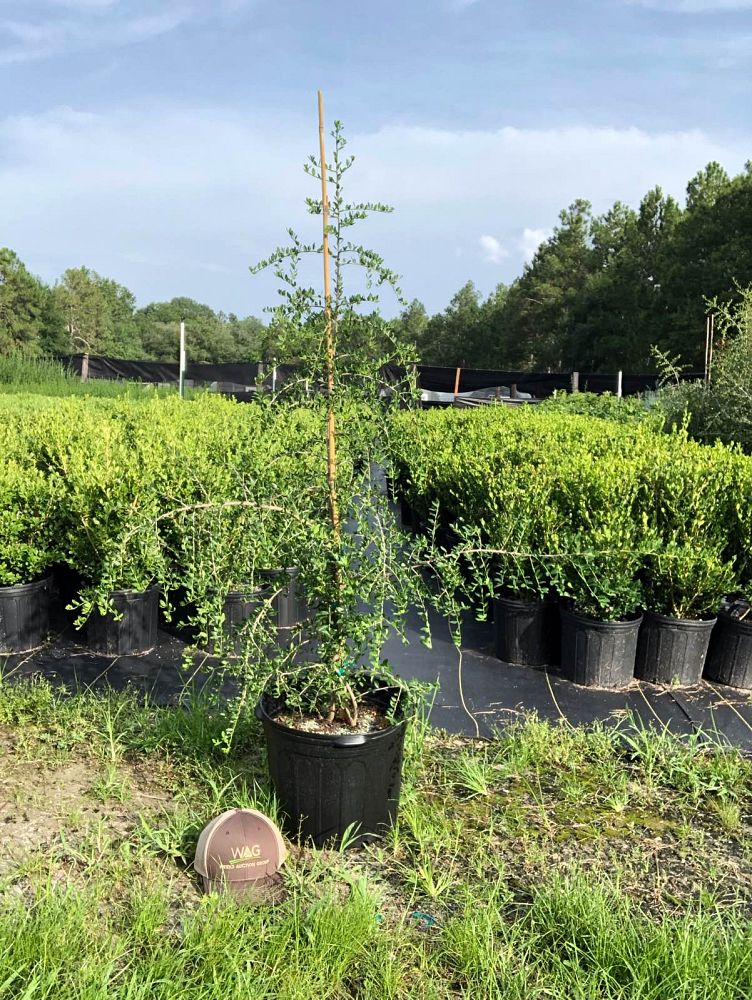 ilex-vomitoria-pendula-yaupon-holly-weeping