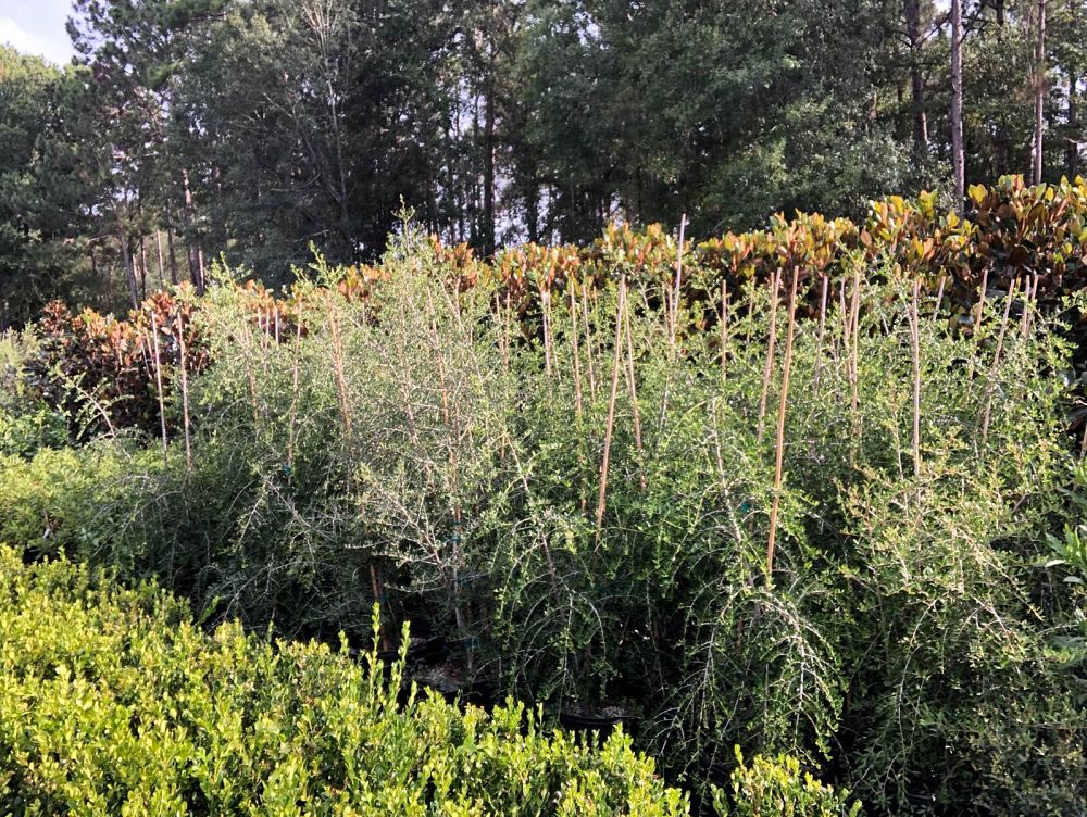 ilex-vomitoria-pendula-yaupon-holly-weeping