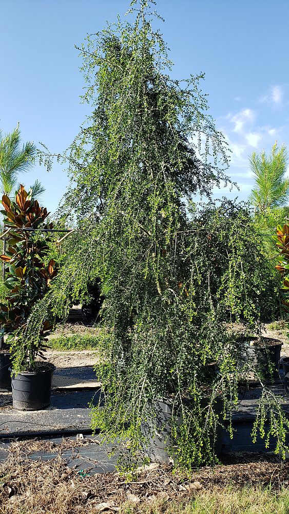 ilex-vomitoria-pendula-yaupon-holly-weeping