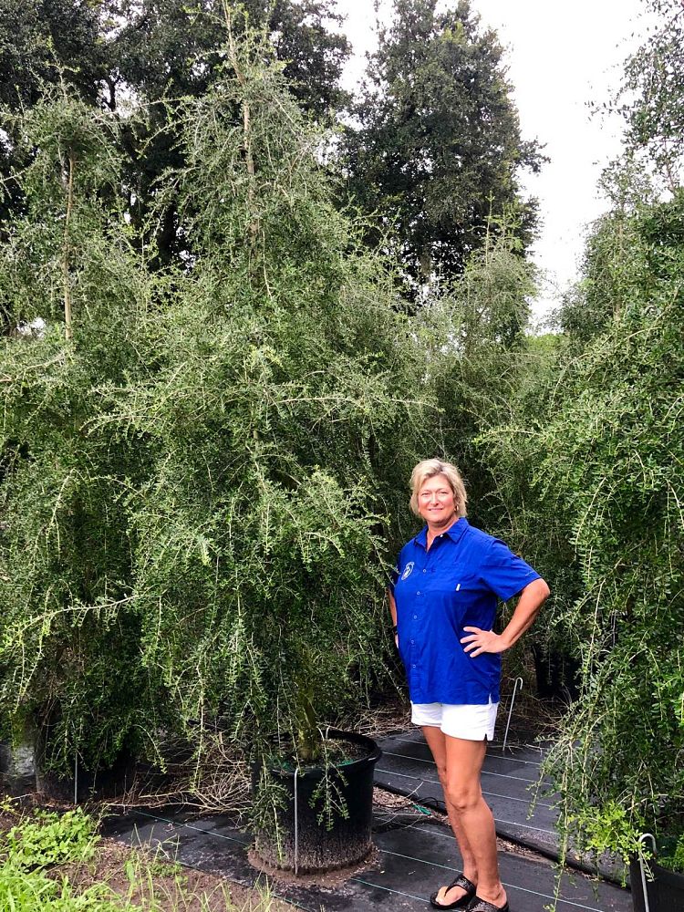 ilex-vomitoria-pendula-yaupon-holly-weeping
