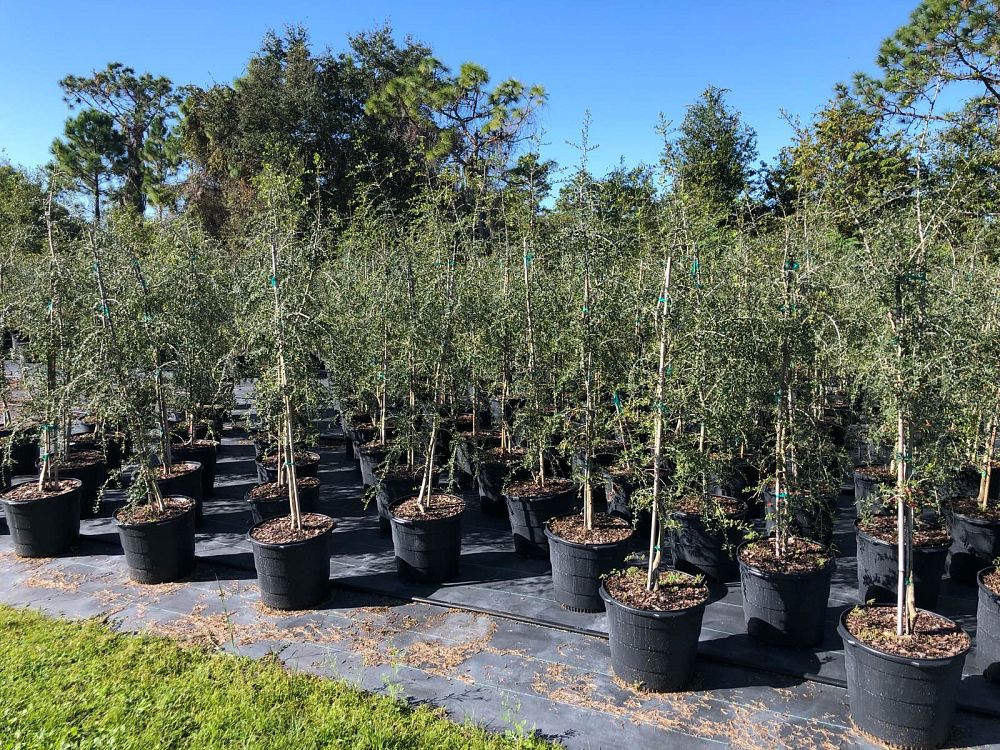 ilex-vomitoria-pendula-yaupon-holly-weeping
