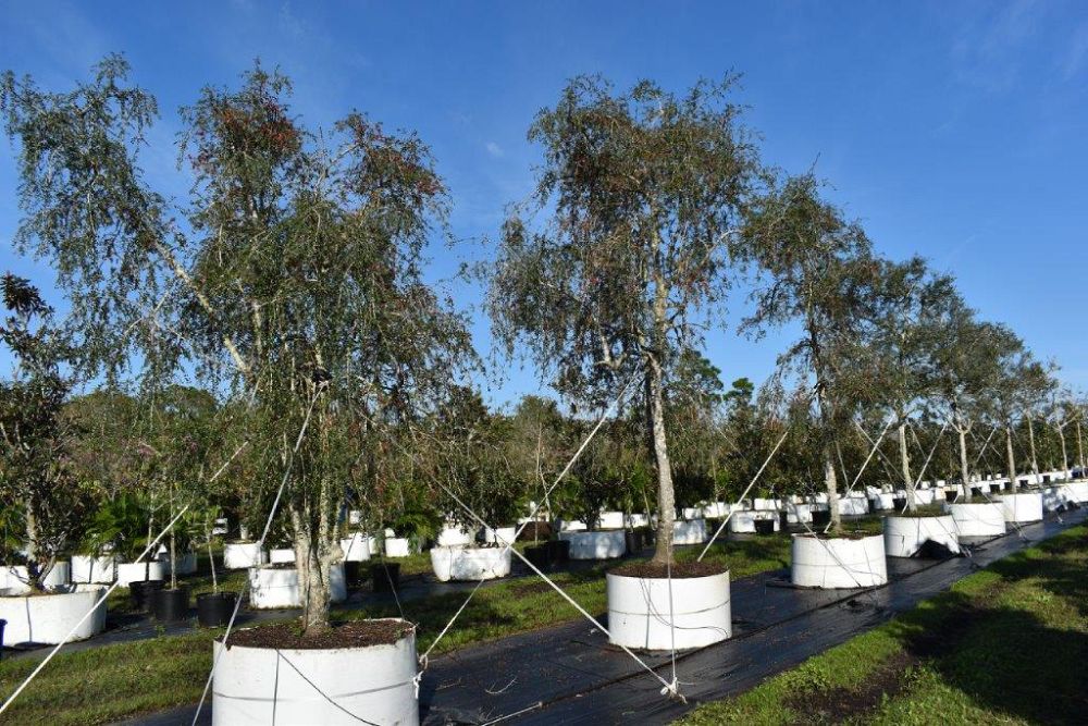 ilex-vomitoria-pendula-yaupon-holly-weeping