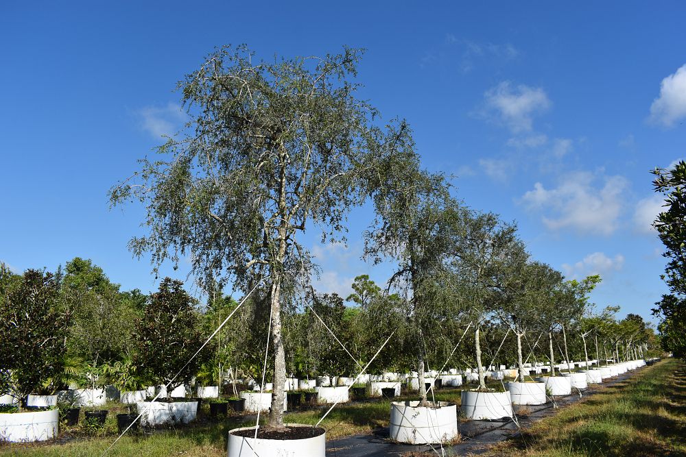 ilex-vomitoria-pendula-yaupon-holly-weeping