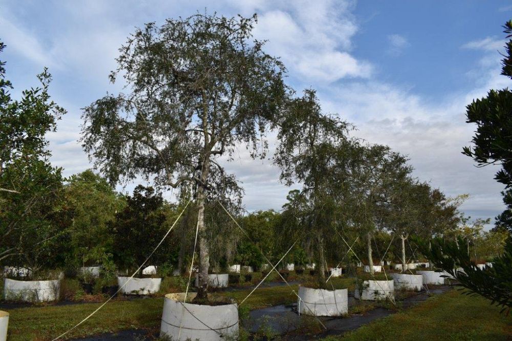 ilex-vomitoria-pendula-yaupon-holly-weeping