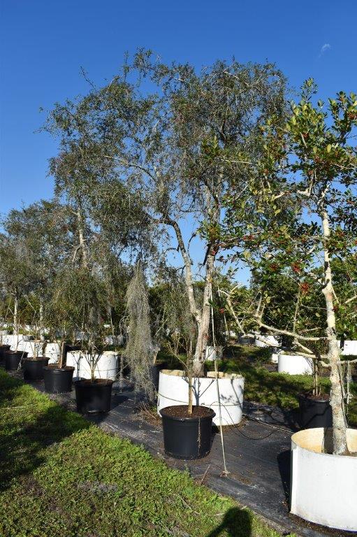ilex-vomitoria-pendula-yaupon-holly-weeping