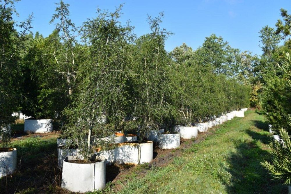 ilex-vomitoria-pendula-yaupon-holly-weeping