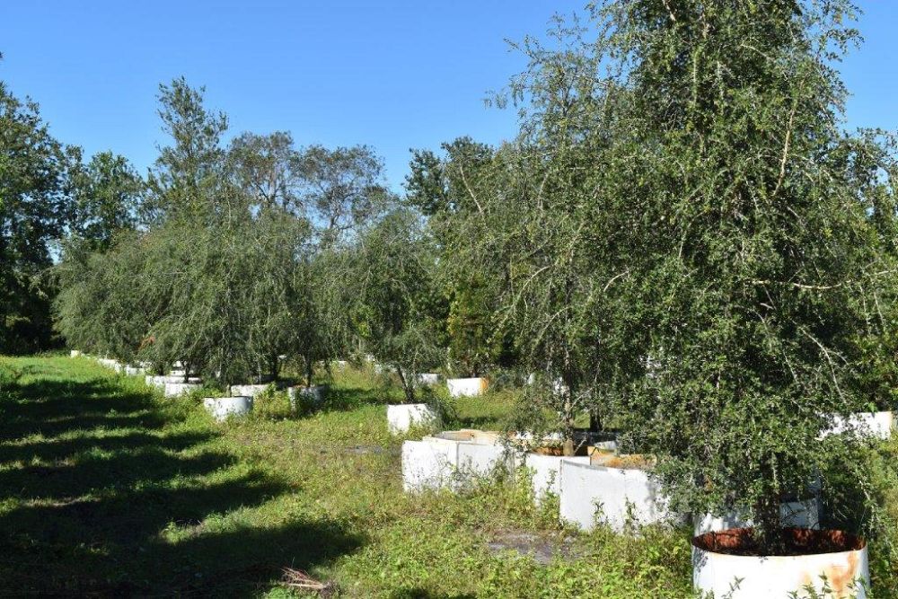 ilex-vomitoria-pendula-yaupon-holly-weeping