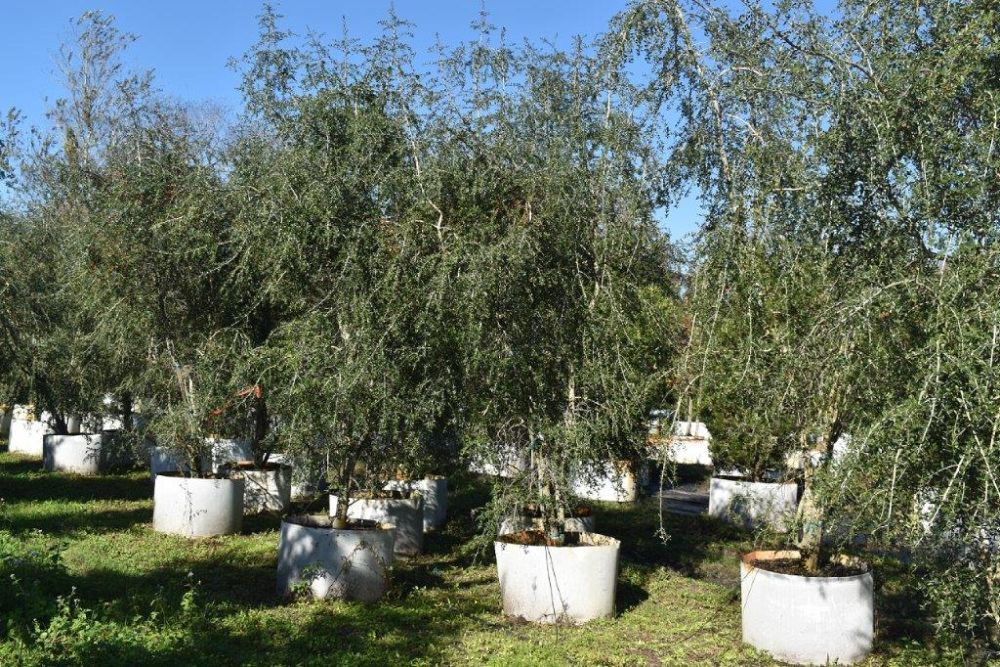 ilex-vomitoria-pendula-yaupon-holly-weeping