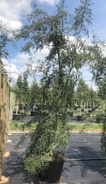 ilex-vomitoria-pendula-yaupon-holly-weeping