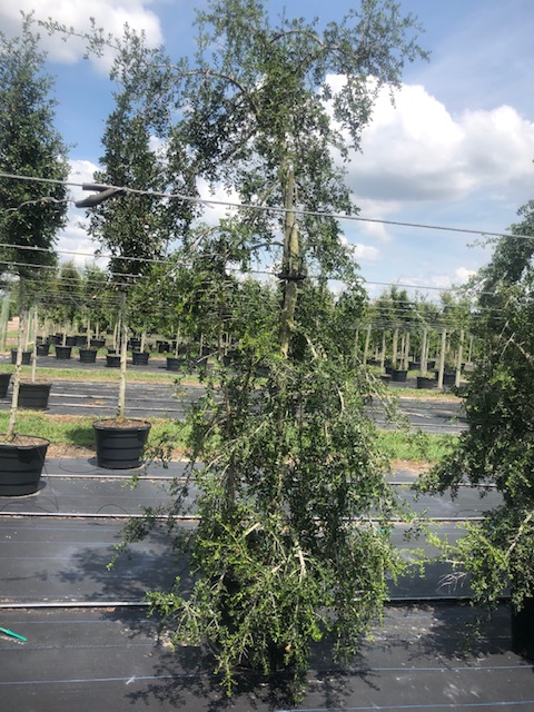 ilex-vomitoria-pendula-yaupon-holly-weeping