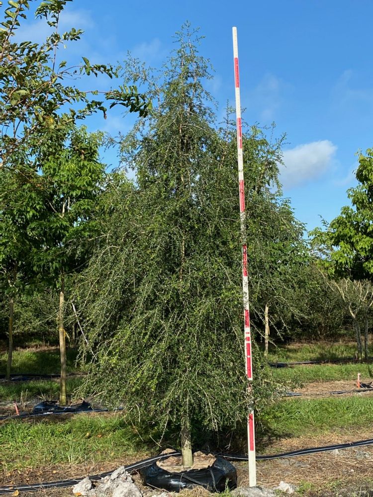ilex-vomitoria-pendula-yaupon-holly-weeping