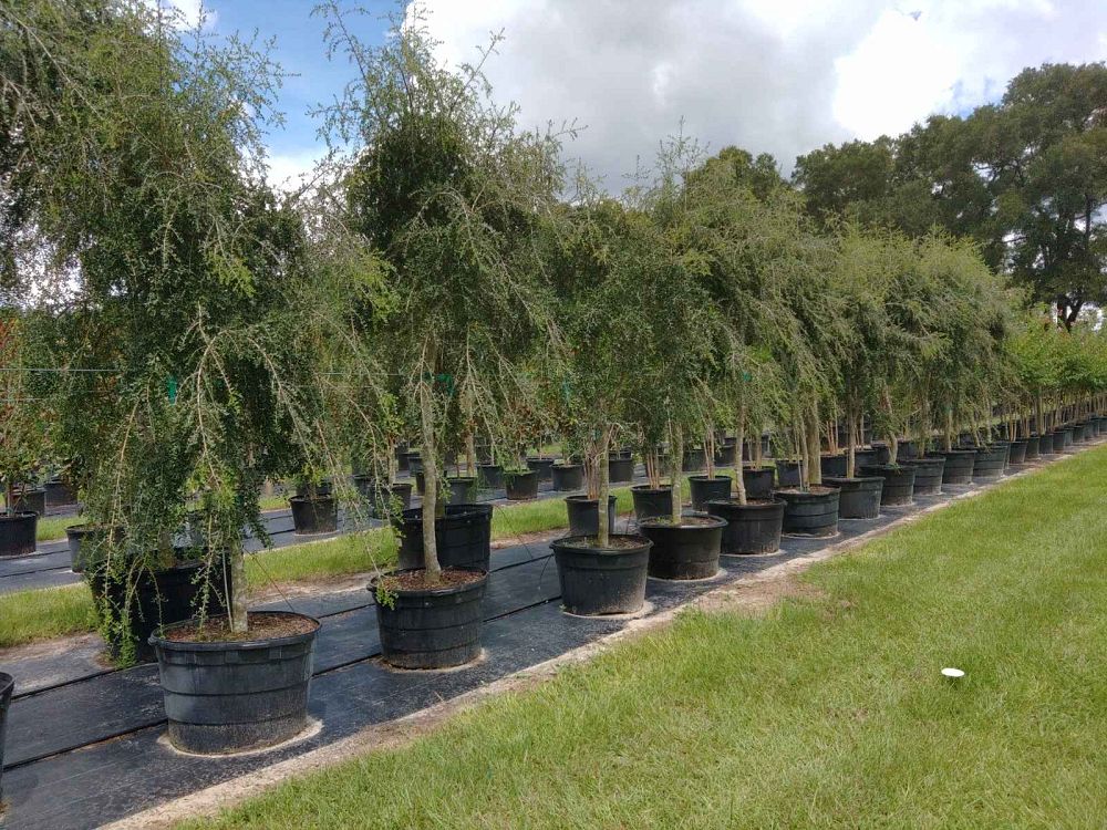 ilex-vomitoria-pendula-yaupon-holly-weeping