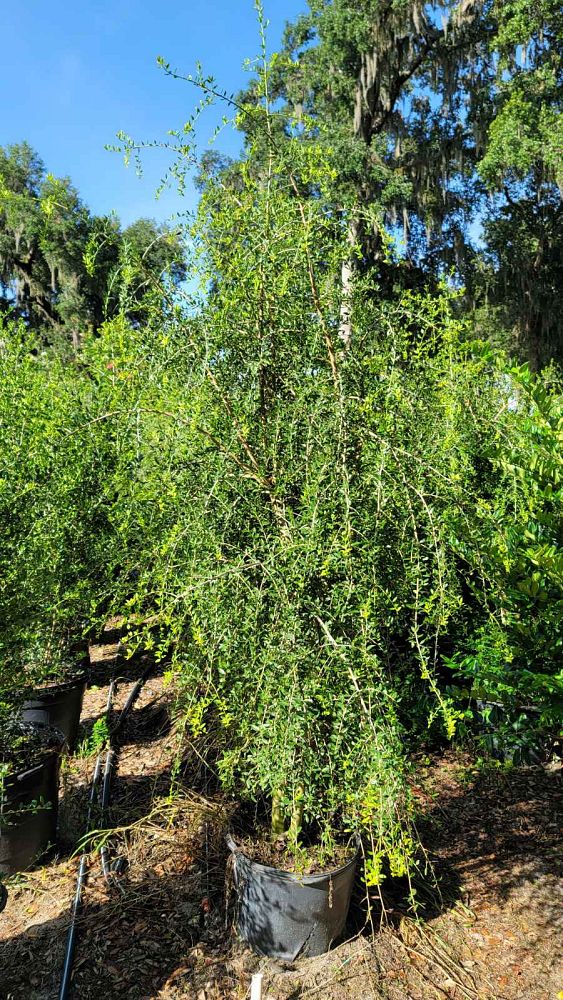 ilex-vomitoria-pendula-yaupon-holly-weeping