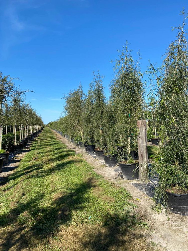 ilex-vomitoria-pendula-yaupon-holly-weeping