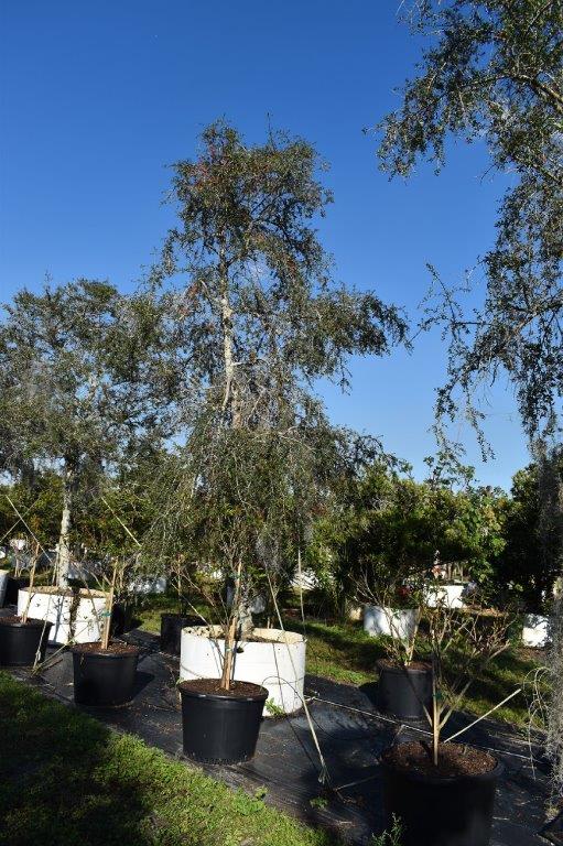ilex-vomitoria-pendula-yaupon-holly-weeping
