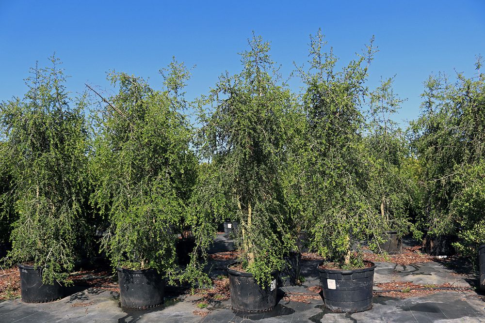 ilex-vomitoria-pendula-yaupon-holly-weeping