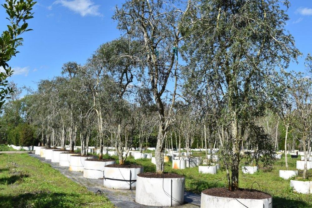 ilex-vomitoria-pendula-yaupon-holly-weeping