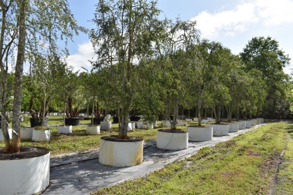 ilex-vomitoria-pendula-yaupon-holly-weeping