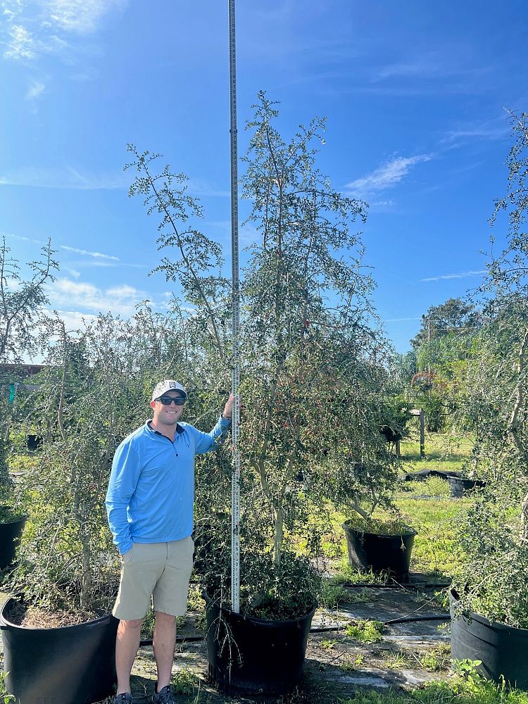 ilex-vomitoria-pendula-yaupon-holly-weeping