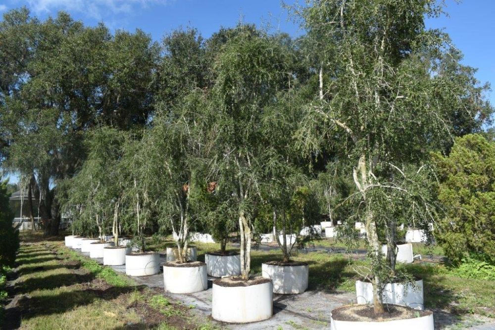 ilex-vomitoria-pendula-yaupon-holly-weeping