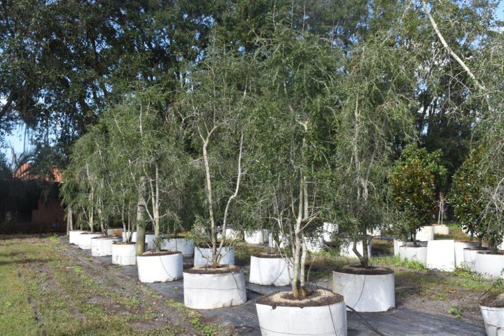 ilex-vomitoria-pendula-yaupon-holly-weeping