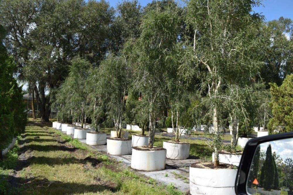 ilex-vomitoria-pendula-yaupon-holly-weeping
