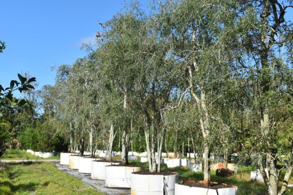 ilex-vomitoria-pendula-yaupon-holly-weeping
