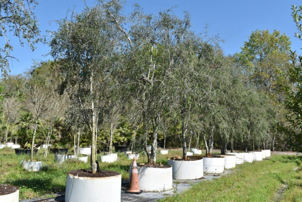 ilex-vomitoria-pendula-yaupon-holly-weeping