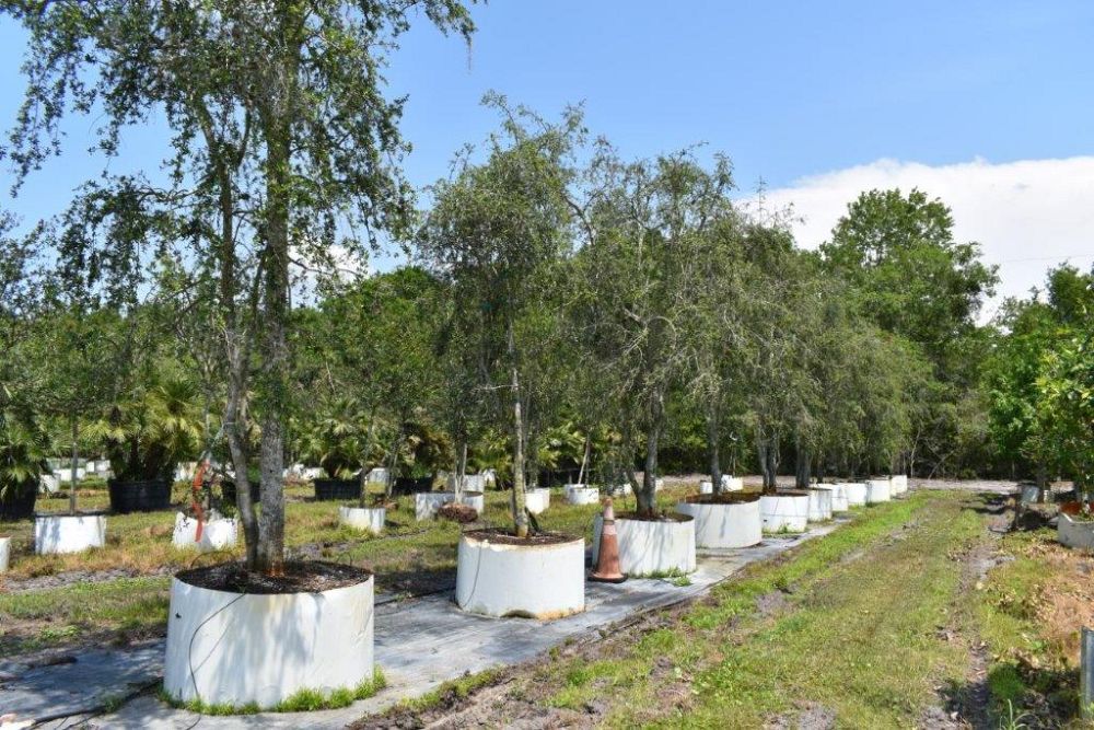 ilex-vomitoria-pendula-yaupon-holly-weeping