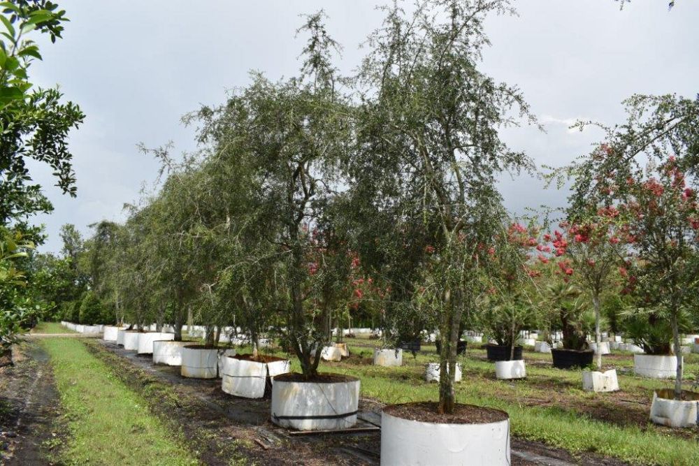 ilex-vomitoria-pendula-yaupon-holly-weeping