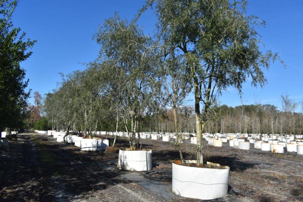 ilex-vomitoria-pendula-yaupon-holly-weeping