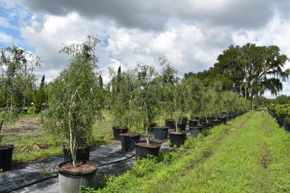 ilex-vomitoria-pendula-yaupon-holly-weeping
