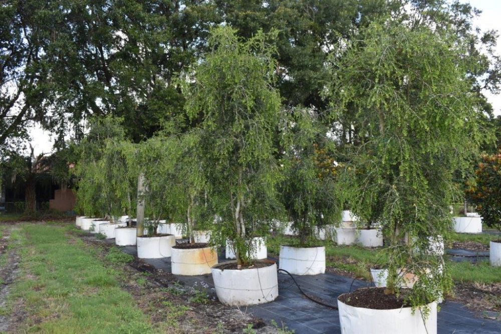 ilex-vomitoria-pendula-yaupon-holly-weeping