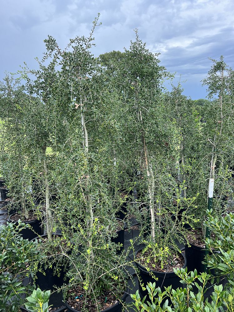ilex-vomitoria-pendula-yaupon-holly-weeping