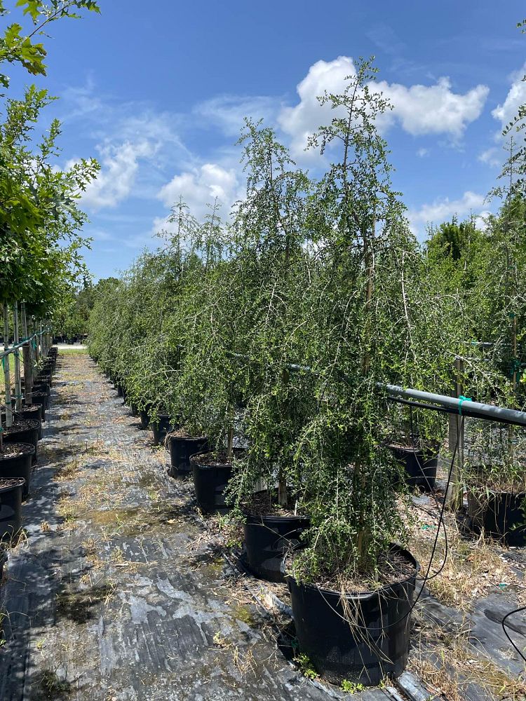 ilex-vomitoria-pendula-yaupon-holly-weeping