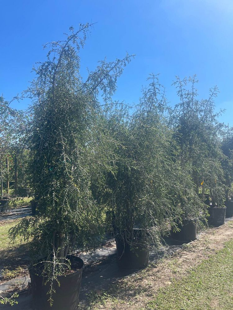 ilex-vomitoria-pendula-yaupon-holly-weeping
