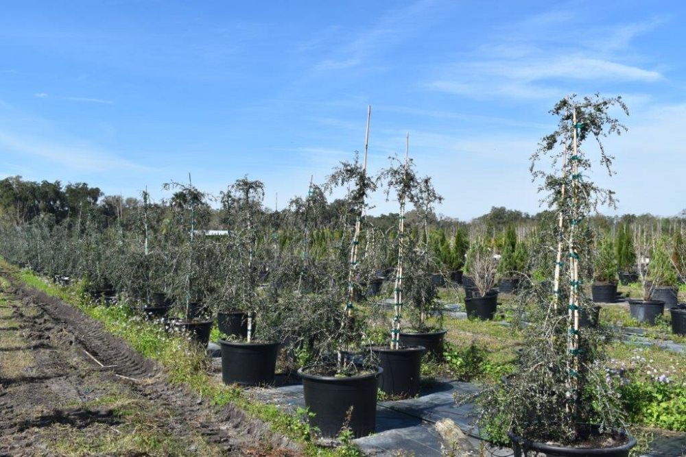 ilex-vomitoria-pendula-yaupon-holly-weeping