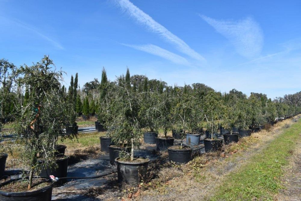 ilex-vomitoria-pendula-yaupon-holly-weeping