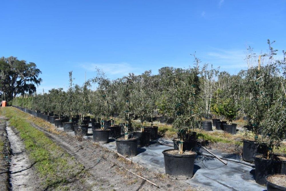 ilex-vomitoria-pendula-yaupon-holly-weeping