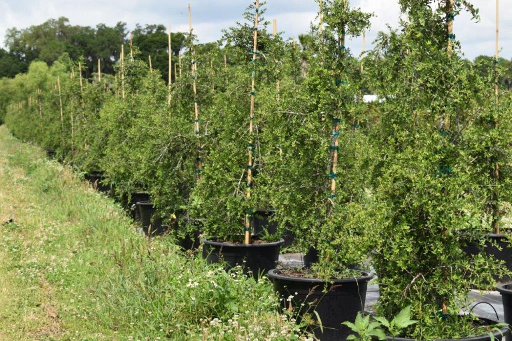 ilex-vomitoria-pendula-yaupon-holly-weeping