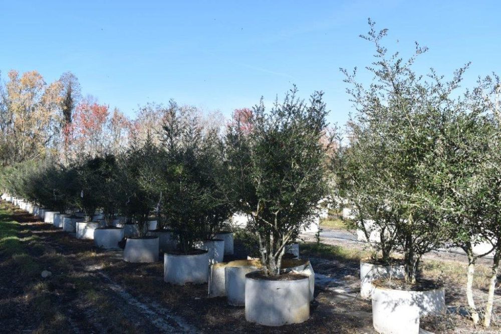 ilex-vomitoria-pendula-yaupon-holly-weeping
