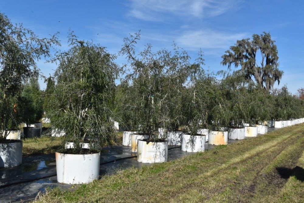 ilex-vomitoria-pendula-yaupon-holly-weeping